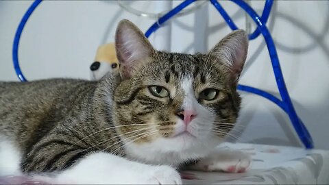 Cat Photography