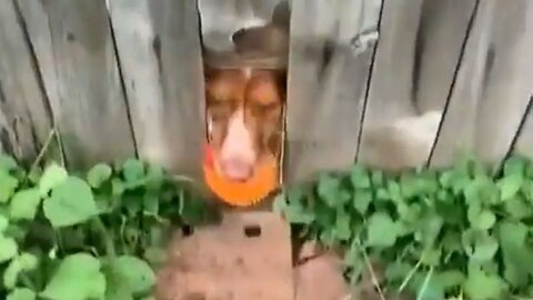 Fence Fetch