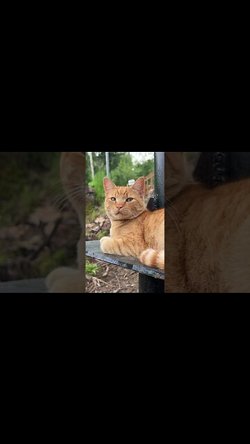 Our OFF GRID life! Restocking the firewood before winter! #HomeFreeAlaska #Alaska #Shorts #OffGrid