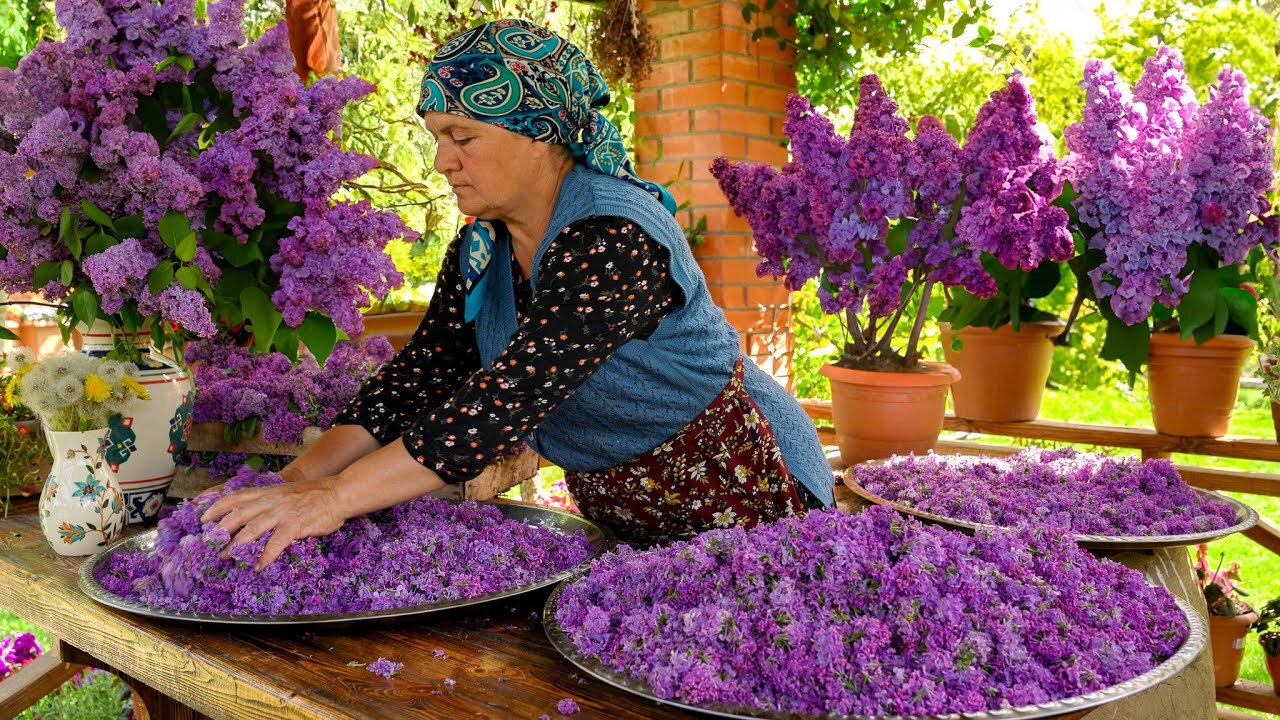 Fresh Spring Lilacs Picking: How to Preserve the Scent of Spring