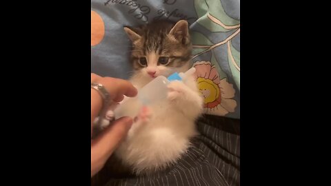 so cute little kitten love milk
