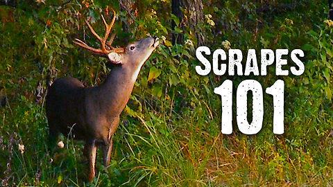 Scrapes 101 - How To Use Scrapes to Hunt Better
