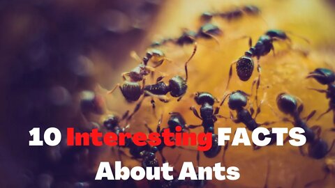 10 Interesting FACTS About Ants