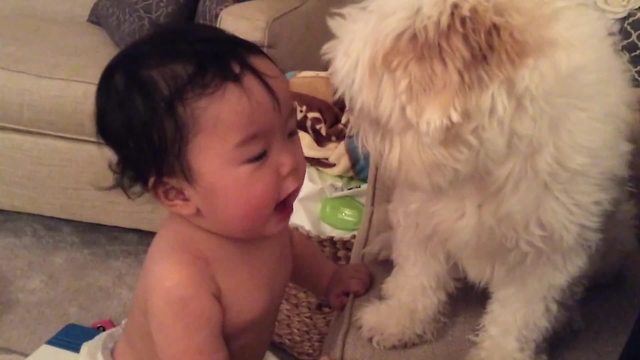 A Baby And A Dog Have An Interesting Conversation