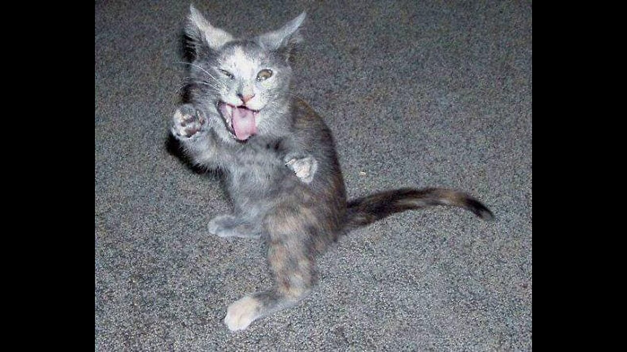 Funny & Cute Cats and Dogs 🥰🥰