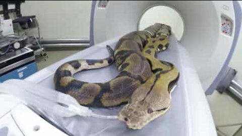 Serpente di 6 metri e 63 kg sottoposto a TAC