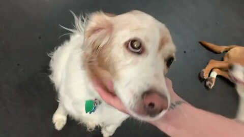 [0771] GOOD NIGHT PUPPIES - EPISODE 297 [#dogs #doggos #doggies #puppies #dogdaycare]