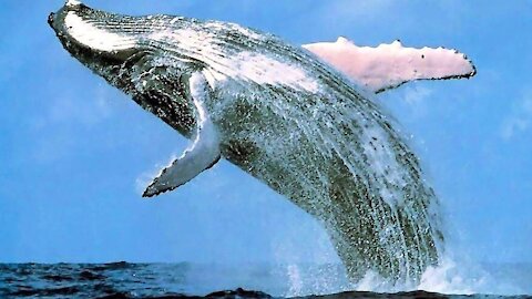 the blue whale...waaaaw