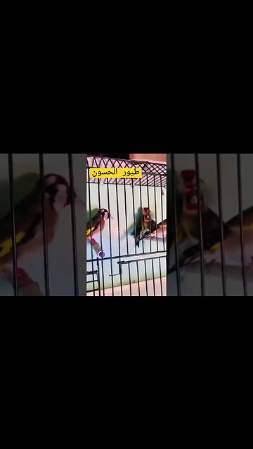 طيور الحسون أم قنين كيوت روعة