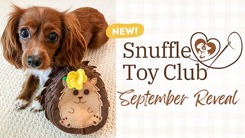 September Snuffle Dog Toy Box Kit Reveal 👀