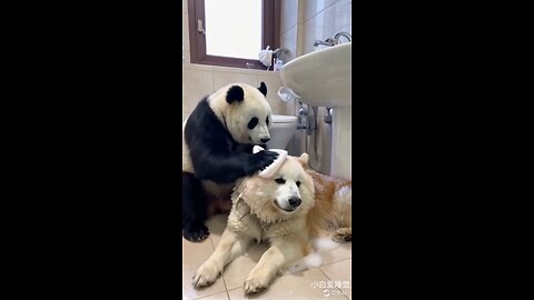 Panda in bathroom with dog || #funnyvideo #animal fun #dogenjoing #Panda #trending #viralvideo #cute