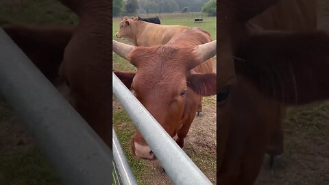 Pretty Girls! #pigs #cow #duck #kittens #pigfarmvideo #cowvideos #kitten #shorts