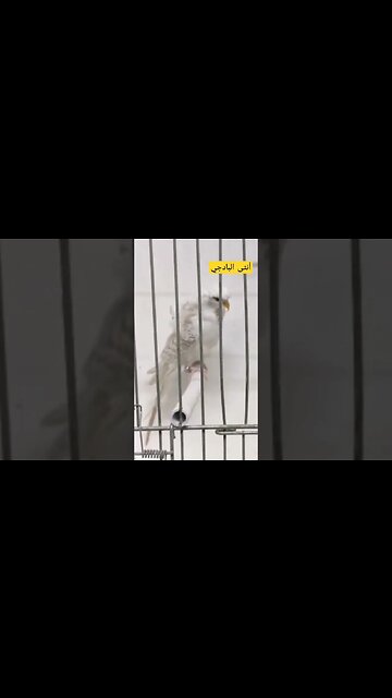 أنثى طائر البادجي هوكو رينبو كيوت روعة