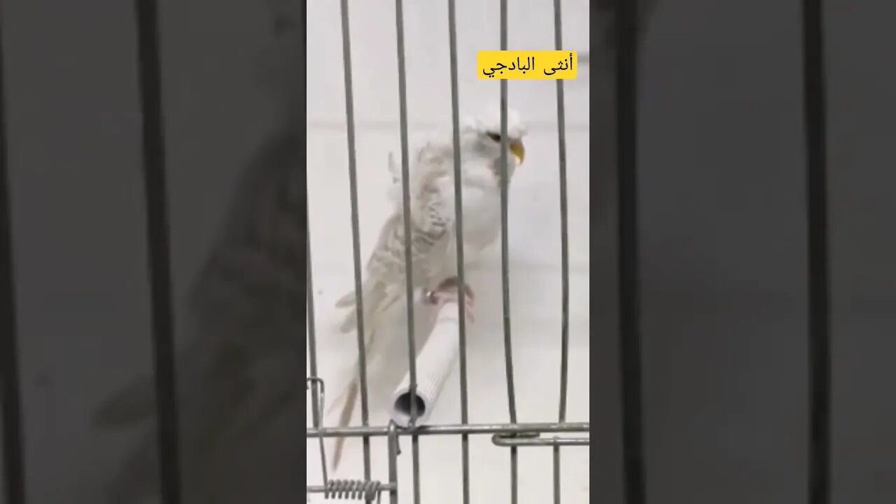 أنثى طائر البادجي هوكو رينبو كيوت روعة