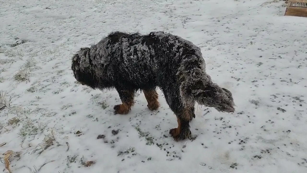 Ancient Guardians Farm frozen Tibetan Mastiff Amadeus