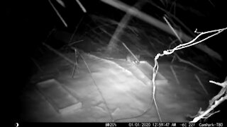 Bunny in a blizzard