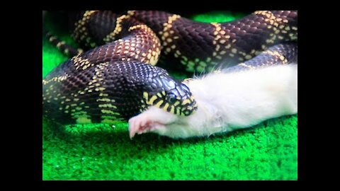 A snake swallows a whole mouse in a very frightening scene. I do not recommend it to children☠️☠️🔥.