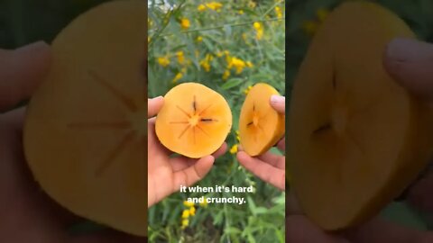fuyu Persimmon Doremon Cartoon vala fruit how to eat it see