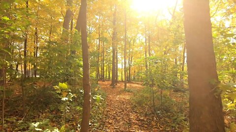 Music To Relax By: Calm, Ambient Music for Meditation, Sleeping, Relaxing, Yoga, and more!