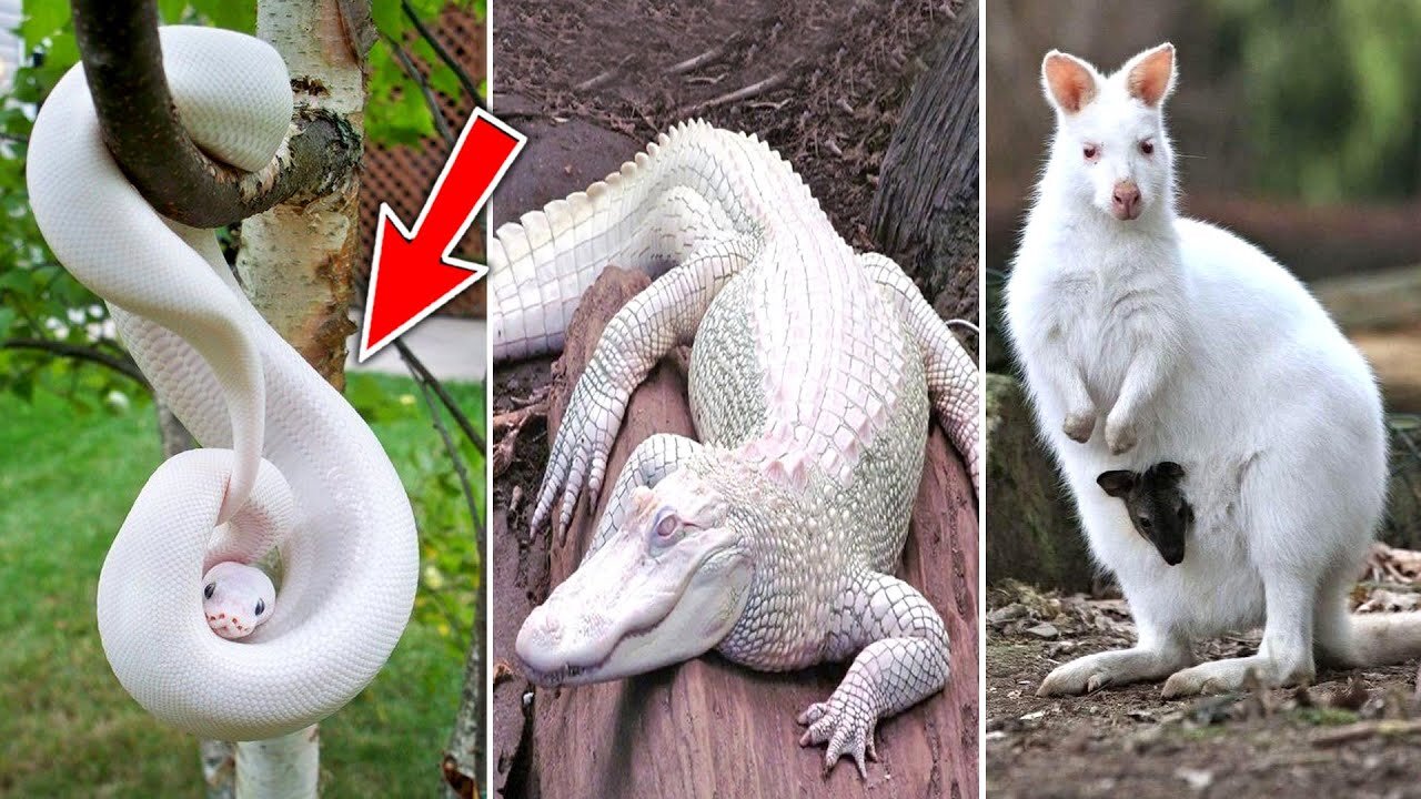 Most Rare Animal In World !!!