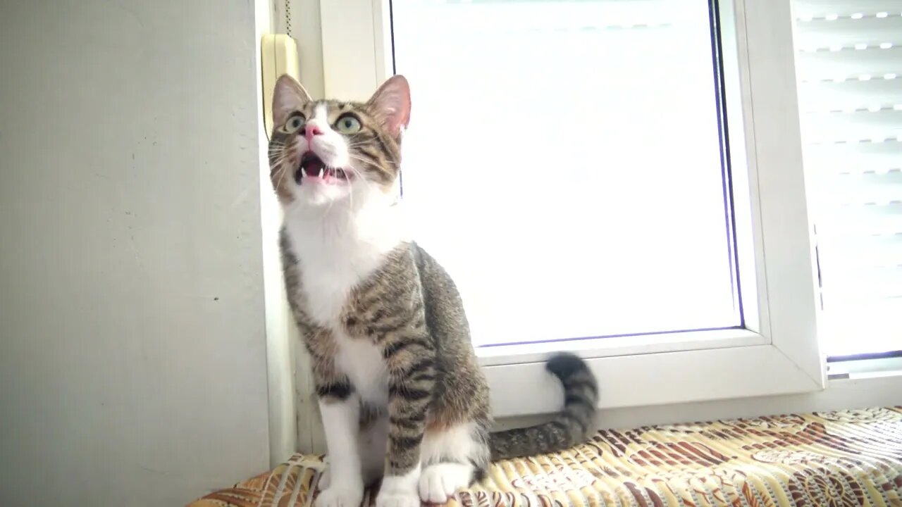 Adorable Little Cat Talks to the Toy