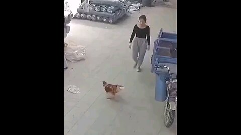 Cock and giral fight
