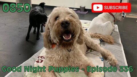 [0850] GOOD NIGHT PUPPIES - EPISODE 336 [#dogs #doggos #doggies #puppies #dogdaycare]