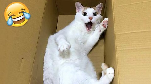 Funny Animal Videos (Dogs & Cats) Part 3