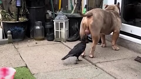 Funny Animal