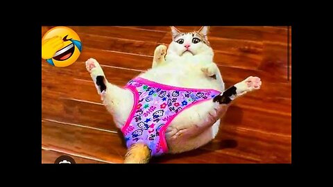 New Funny Animals