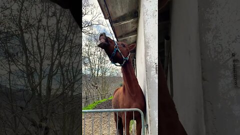 The Flehmen Horse says Hi 😂