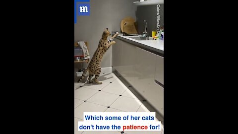 Serval cat has its own bedroom