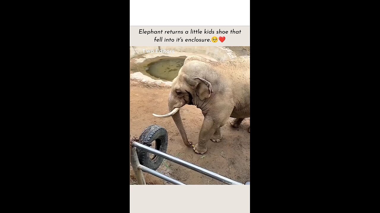 elephant returns little kids shoe that fell into an enclosure 🥺♥️