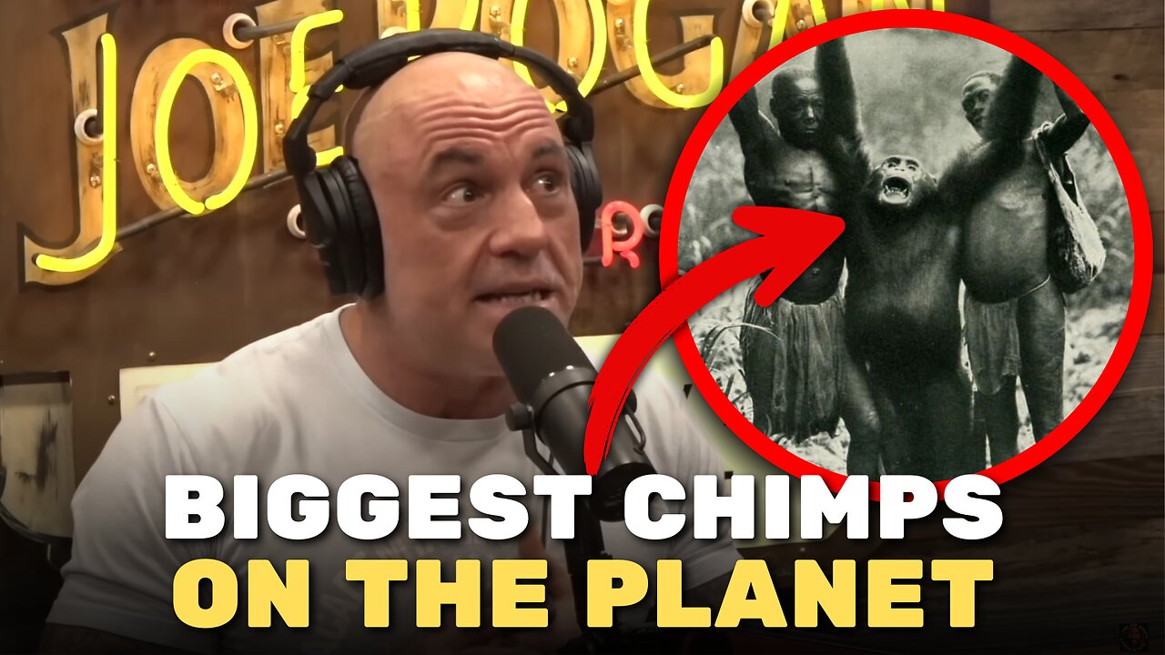 Joe Rogan EXPOSES Bondo Apes - The World's Biggest Chimps