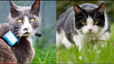 Best Funny Cats Video That' Will Make You Loung Cute Animals Funny Video