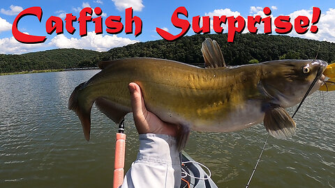 Catfish Surprise!