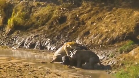 740 Times Animals Messed With The Wrong Opponent !2 19