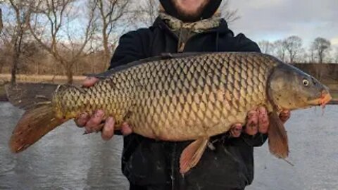 Spring Carp Fishing (Drag Rippers!)