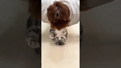 kiss time #cat #short