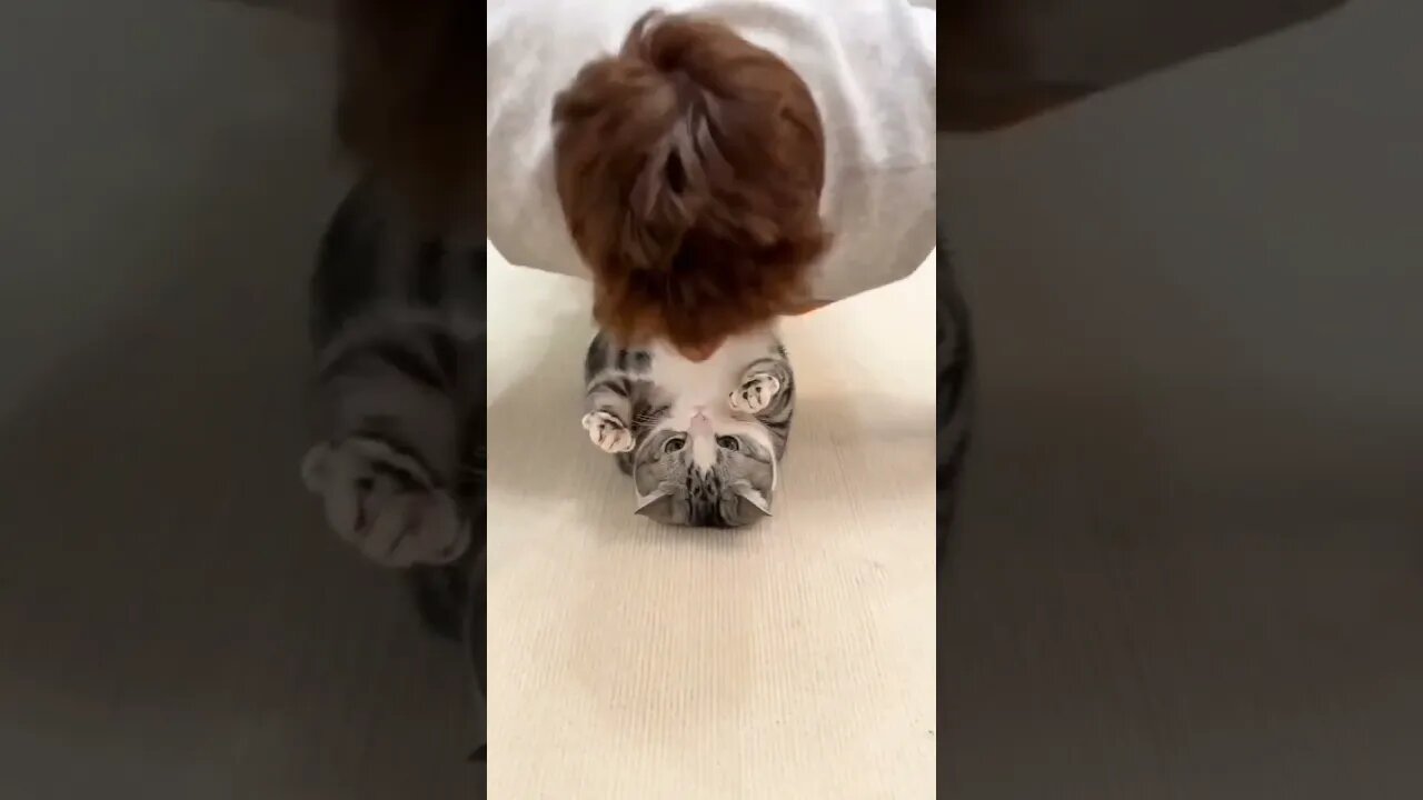 kiss time #cat #short