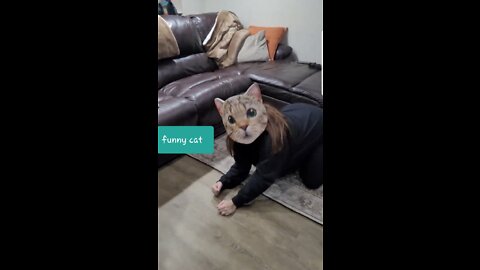 funny cats video | funny and cute cat video| Best Funny Animal videos