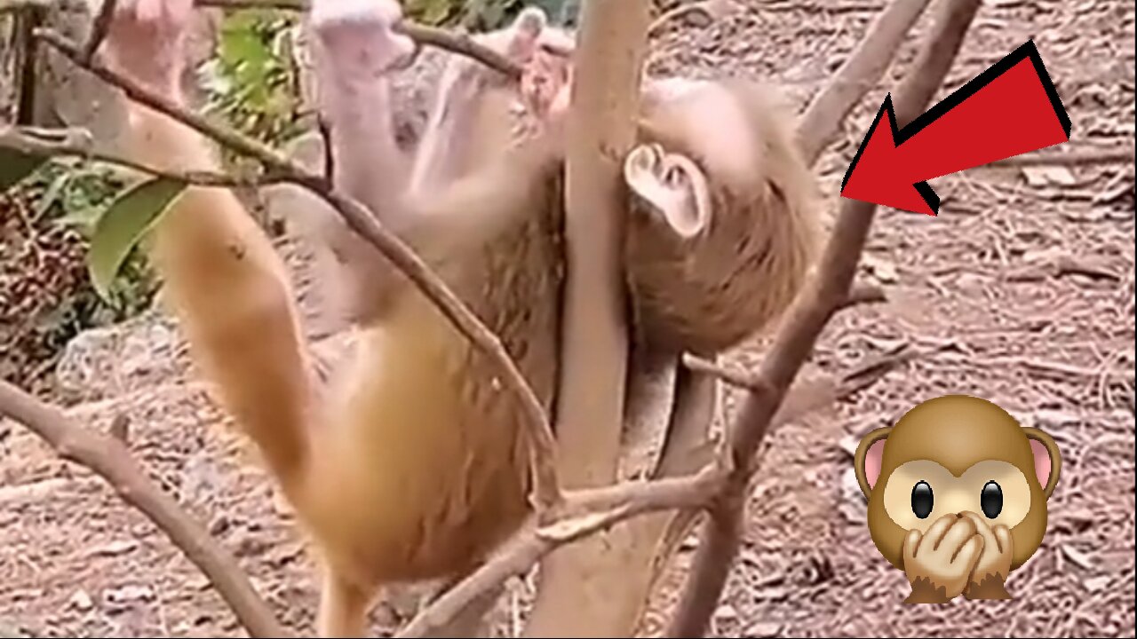 Baby Monkey gets stuck on branch, mother steps in to help