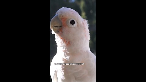 So sweet Parrot bird