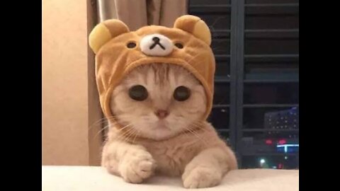 I love cat so cute, funny and stress reliever