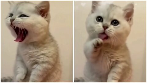 Anak Kucing Menguap