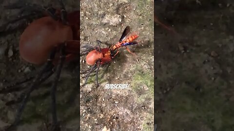 Wasp Murdering Terrifying Nightmare Spider #shorts #wtf #predator