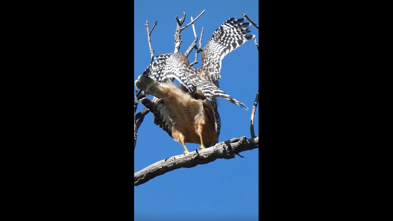 Red-shouldered Hawk🐦Mating Season Begins