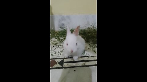 Cute rabbit 🐇🐰 eating Grass (Popular video 📷📸📸)