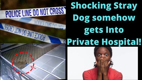 Stray Dog gets into Private Hospital & this happens!