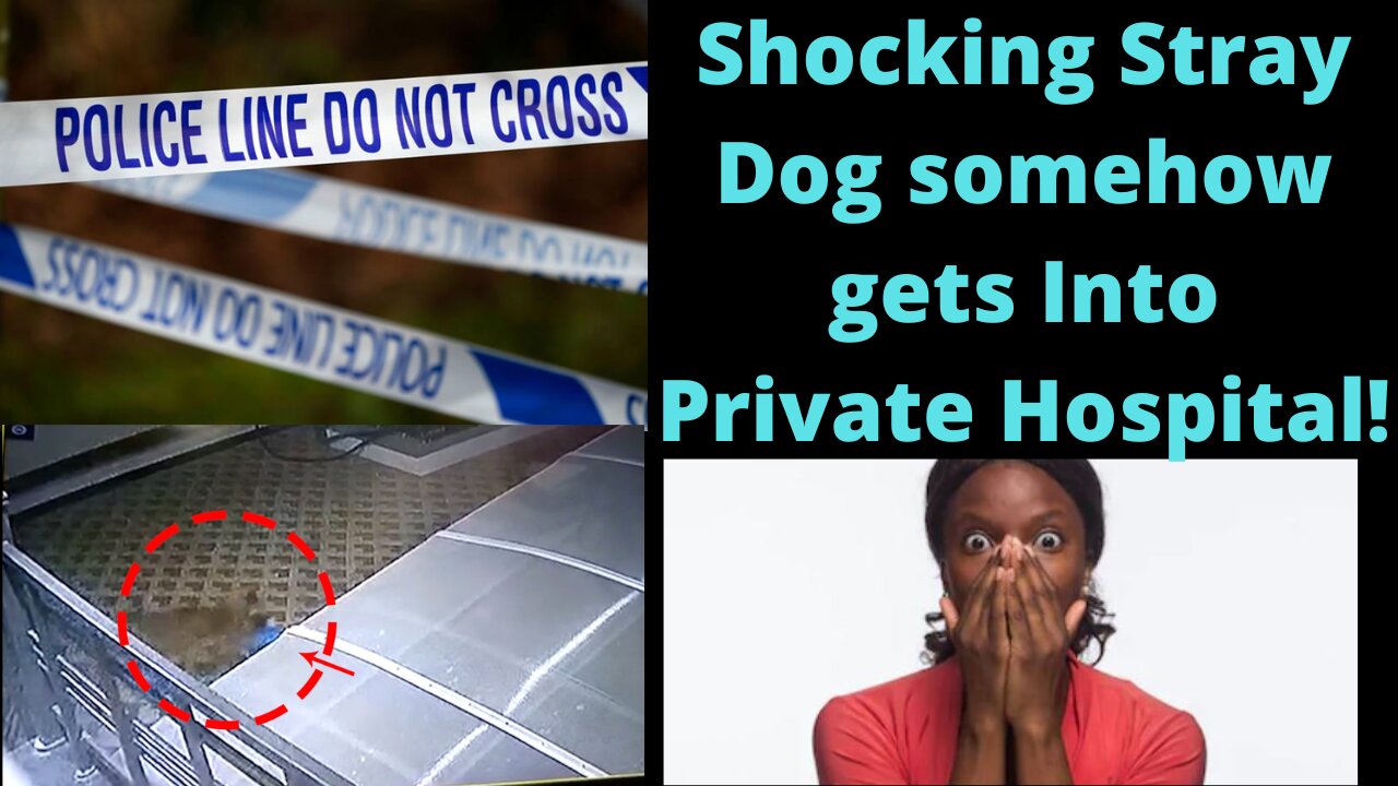 Stray Dog gets into Private Hospital & this happens!